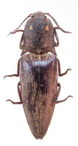 Lanelater permucronatus