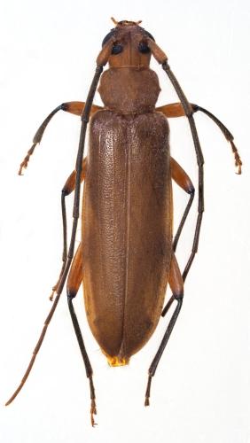 Noserius tibialis