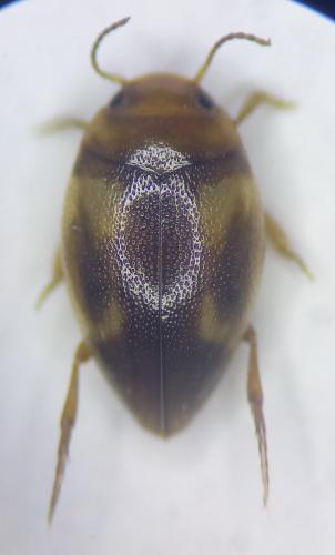 Réf. 328 174 : Clemnius decoratus