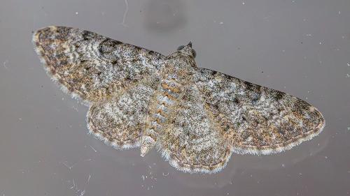 Eupithecia sp.