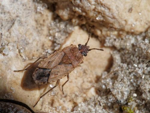 Gonianotus marginepunctatus