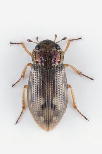 Réf. 328 888 : Helophorus brevipalpis