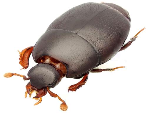 Platylomalus gardineri