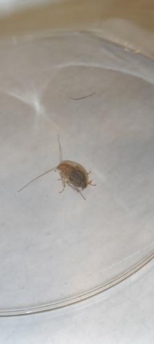 Réf. 328 842 : Planuncus vinzi