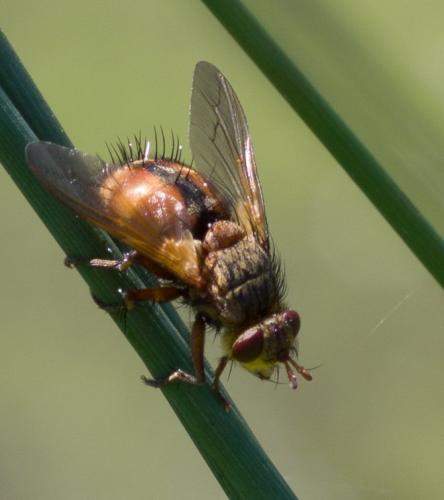Tachina fera