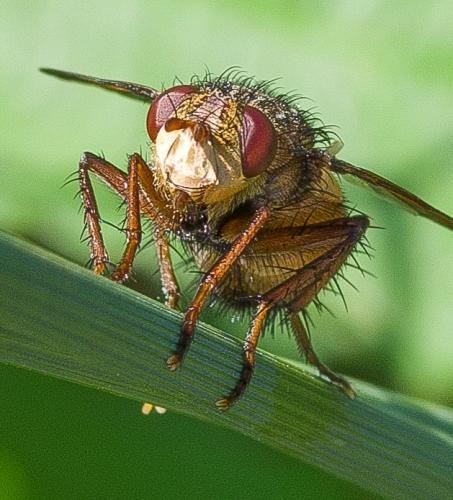 Réf. 328 249 : Tachina fera
