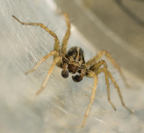Pardosa sp.