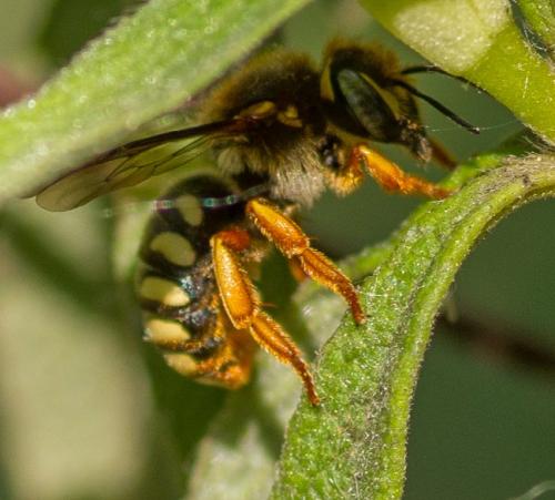 Réf. 328 474 : Rhodanthidium septemdentatum
