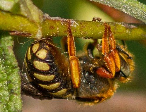 Réf. 328 482 : Rhodanthidium septemdentatum