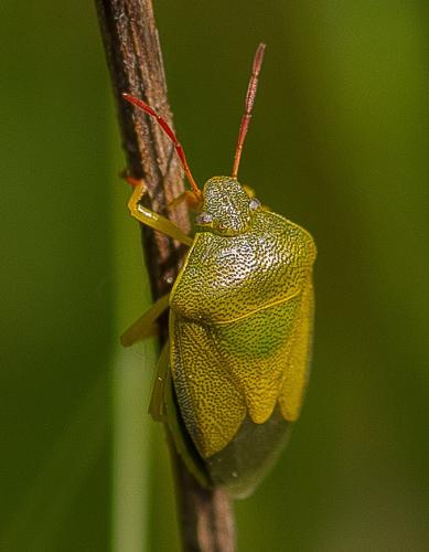 Réf. 328 596 : Piezodorus lituratus