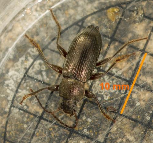 Réf. 328 759 : Stenomax aeneus