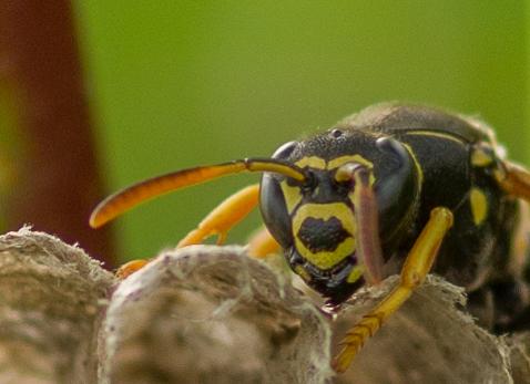 Polistes sp.