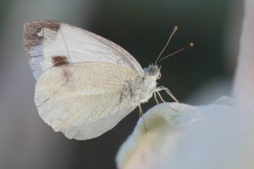 Réf. 328 077 : Pieris mannii