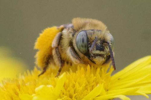 Réf. 328 247 : Tetraloniella alticincta