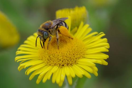 Réf. 328 246 : Tetraloniella alticincta