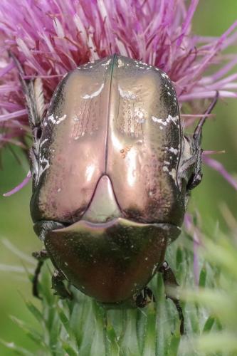Réf. 328 520 : Potosia cuprea