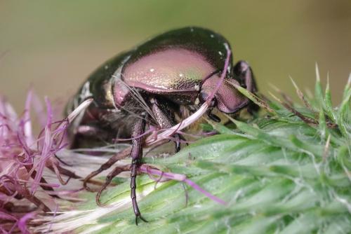 Réf. 328 521 : Potosia cuprea