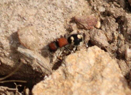 Réf. 328 887 : Ronisia brutia