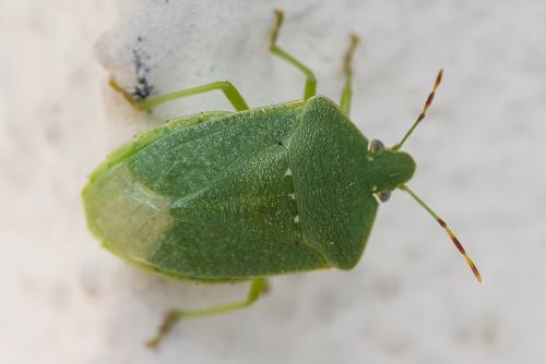 Réf. 328 035 : Nezara viridula