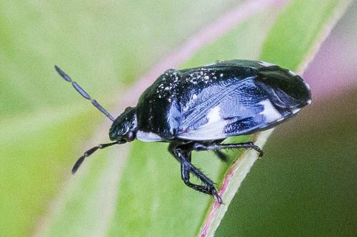 Tritomegas sexmaculatus