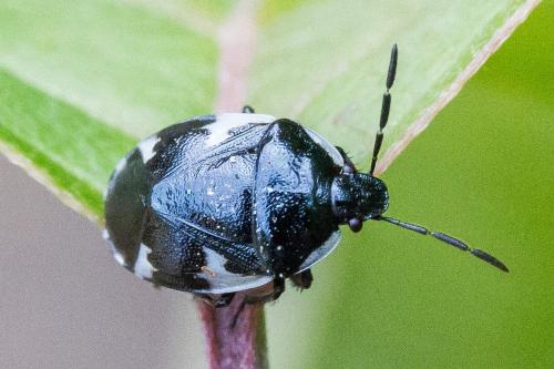 Tritomegas sexmaculatus
