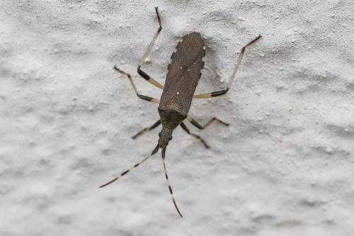 Dicranocephalus albipes