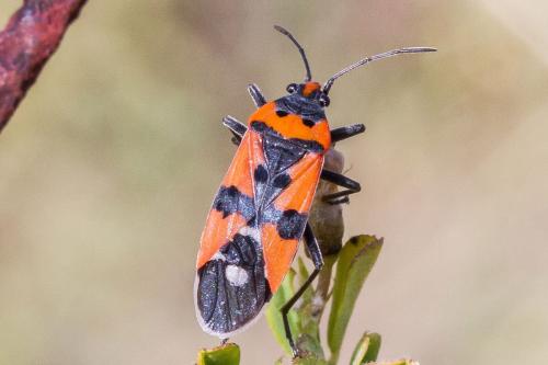 Réf. 328 150 : Lygaeus sp.