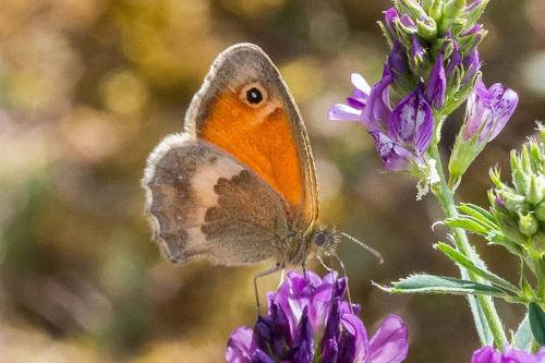 Réf. 328 237 : Coenonympha pamphilus