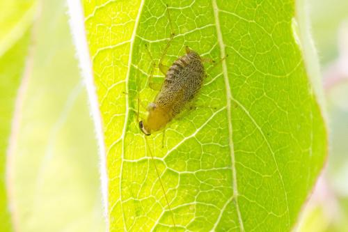 Planuncus vinzi