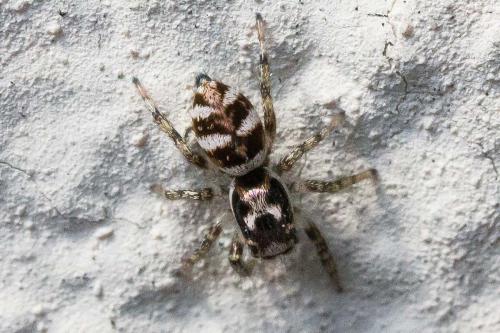 Salticus scenicus