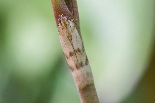 Homoeosoma sinuella