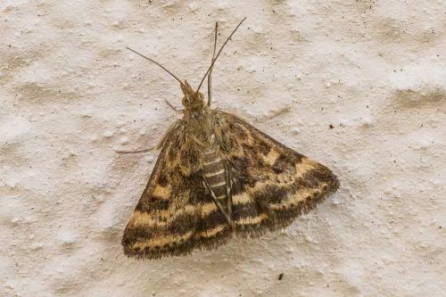 Réf. 328 454 : Pyrausta despicata