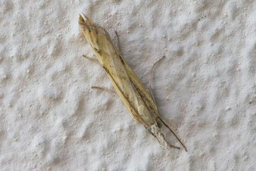 Réf. 328 782 : Agriphila inquinatella