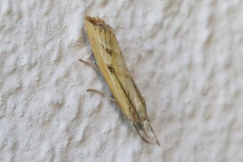 Réf. 328 783 : Agriphila inquinatella