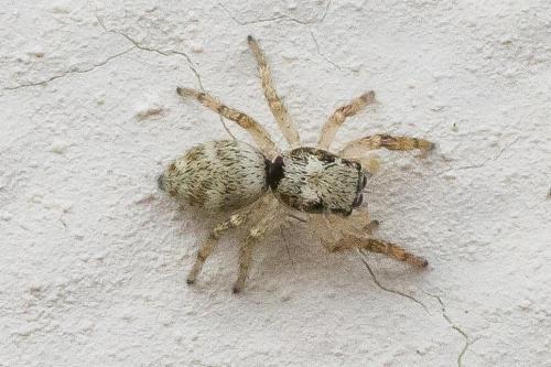Réf. 328 941 : Salticus scenicus