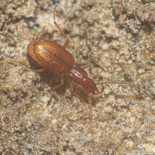 Réf. 328 700 : Duvalius diniensis melanensis