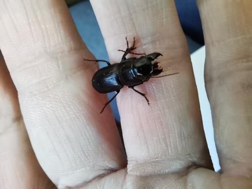 Acinopus picipes
