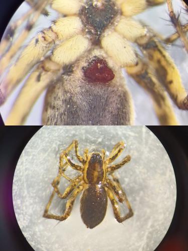 Réf. 328 062 : Pardosa palustris