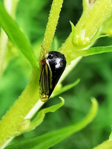 Acutalis tartarea