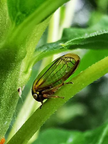 Acutalis tartarea