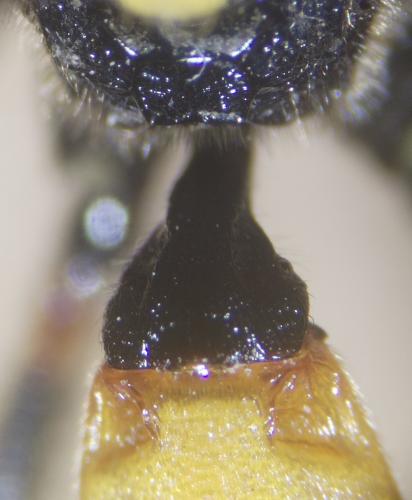 Ichneumon (crassifemur-stramentor)