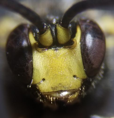 Ichneumon (crassifemur-stramentor)