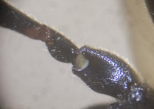 Ichneumon (crassifemur-stramentor)