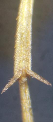Réf. 328 279 : Ichneumon (crassifemur-stramentor)