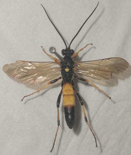 Ichneumon (crassifemur-stramentor)