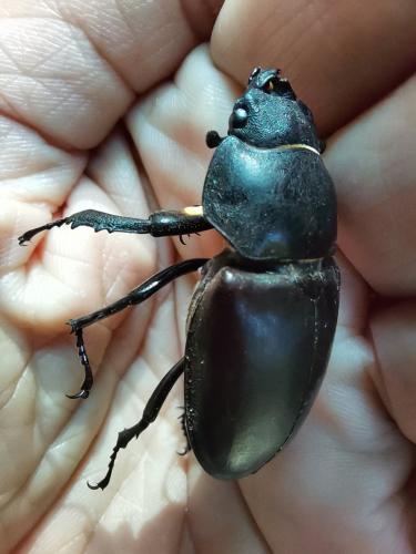 Lucanus cervus