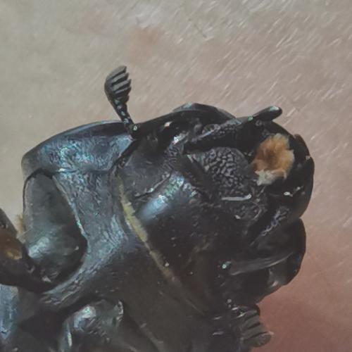 Lucanus cervus