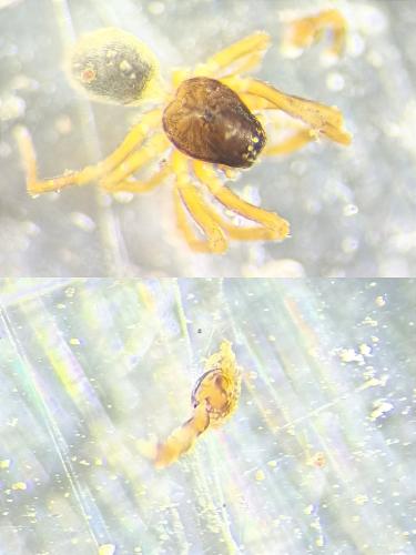 Réf. 328 444 : Argenna subnigra
