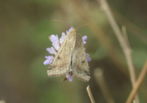 Helicoverpa armigera