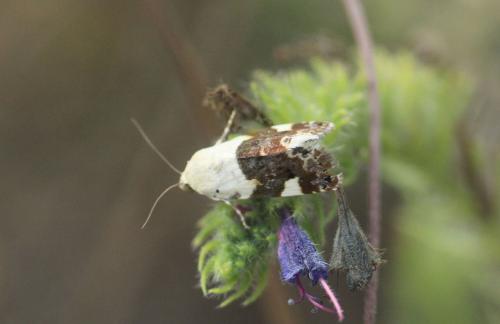 Réf. 328 483 : Acontia lucida